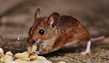 24 Hour & Emergency Exterminators in New Port Richey, FL